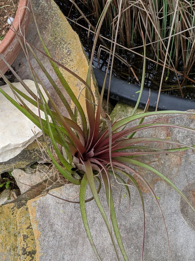 Assorted Large Air Plants