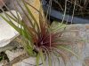 Assorted Large Air Plants