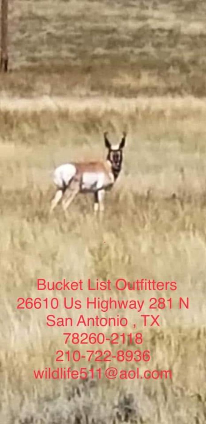 Montana Antelope hunts