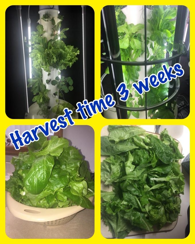 Harvest time - 3 weeks