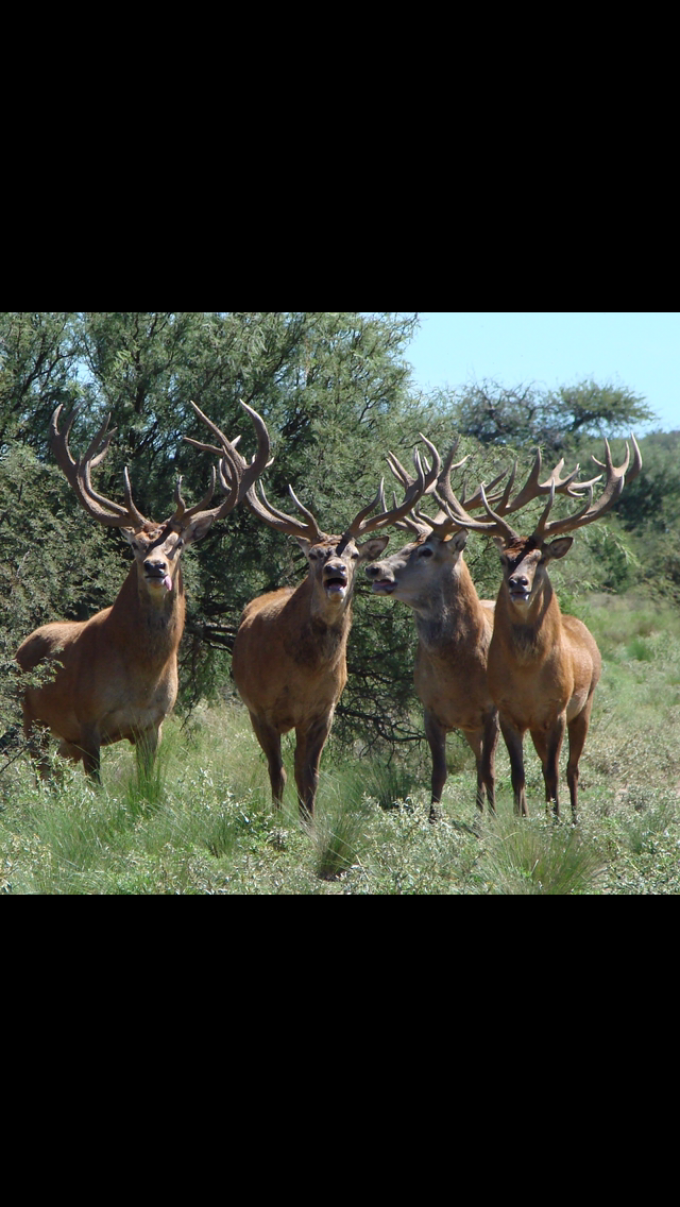 Argentina red stag